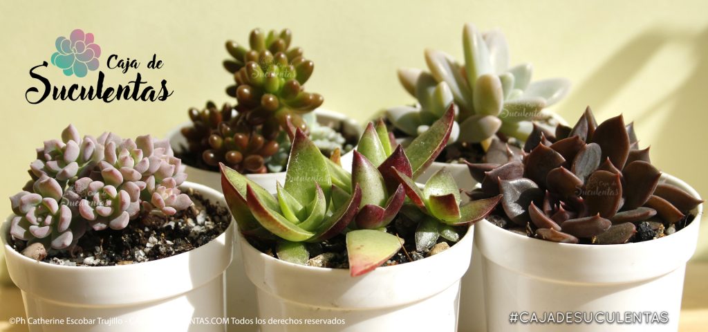 caja de suculentas, suculentas comunes y suculentas exóticas. Aprendamos juntos cómo cuidar suculentas.