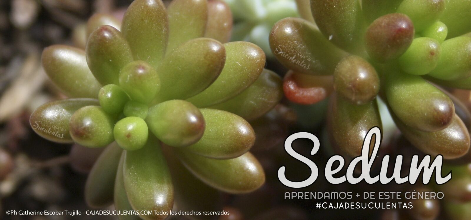 001 Genero Sedum