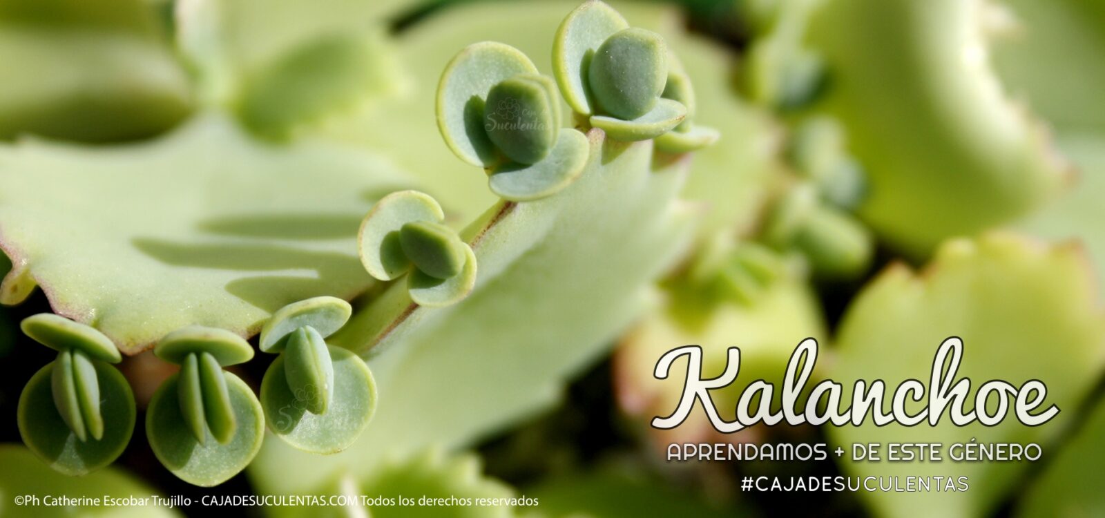 003 Genero Kalanchoe