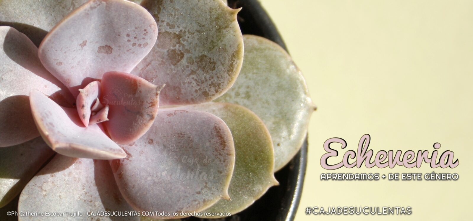 004 Genero Echeveria 3