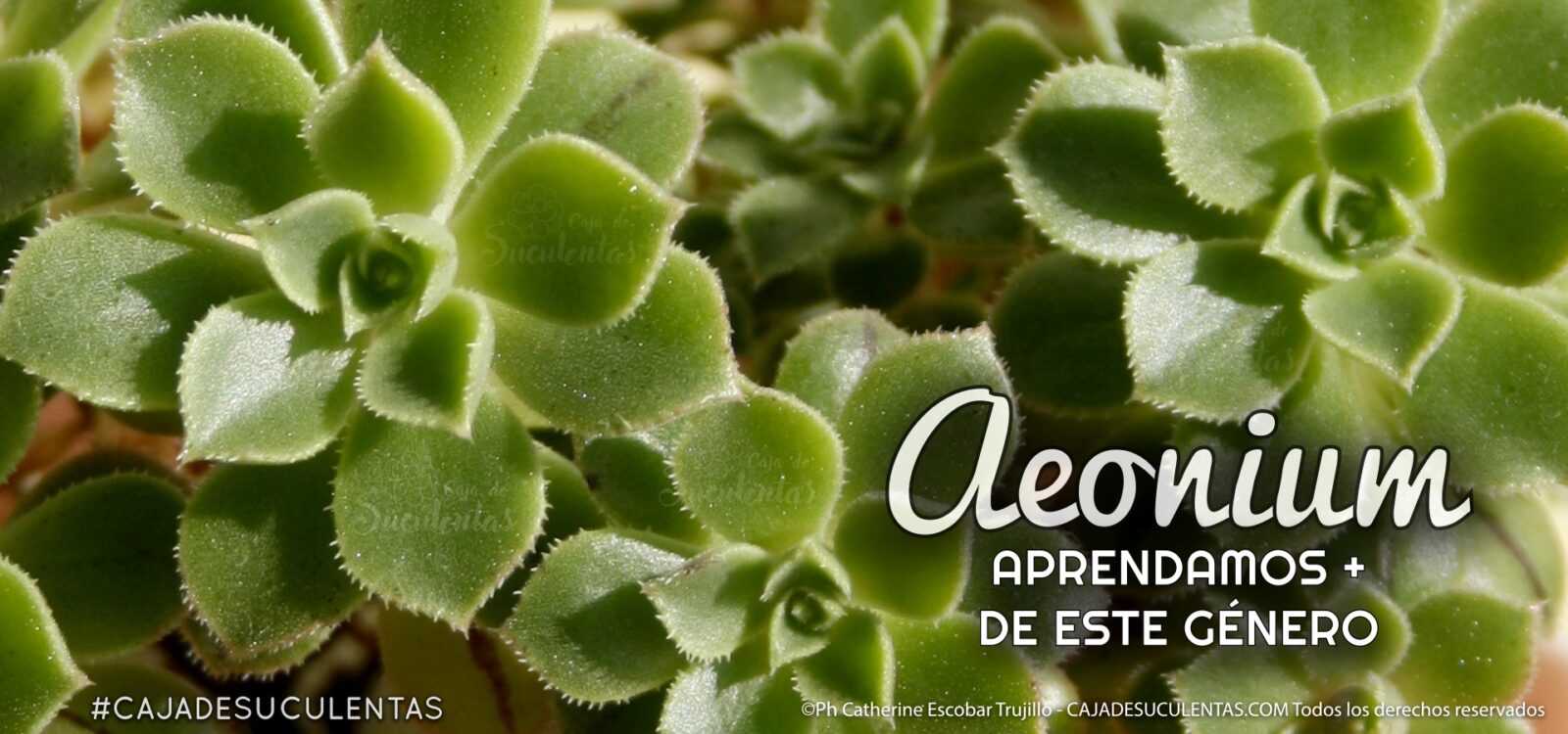 007 Genero Aeonium