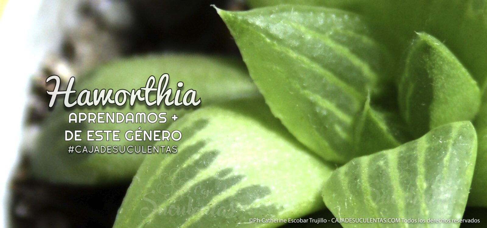 008 Genero Haworthia