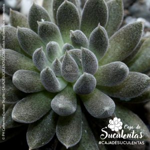 crassula yunnanensis