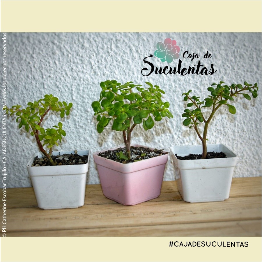 helecho arroz granizo