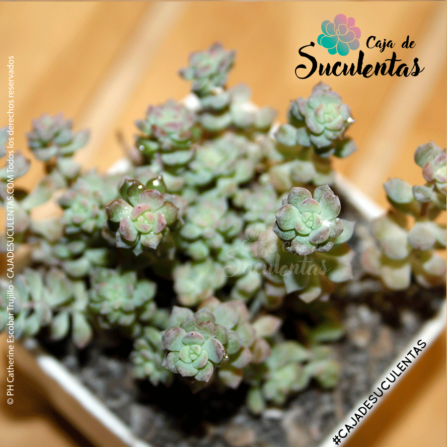 Suculenta Echeveria Querencia