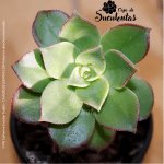 Suculenta Aeonium Haworthii Kiwi