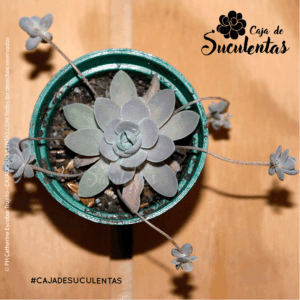 Suculenta Orostachys Iwarengue Variedad Boehmeri Keiko