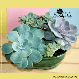 Que son las suculentas