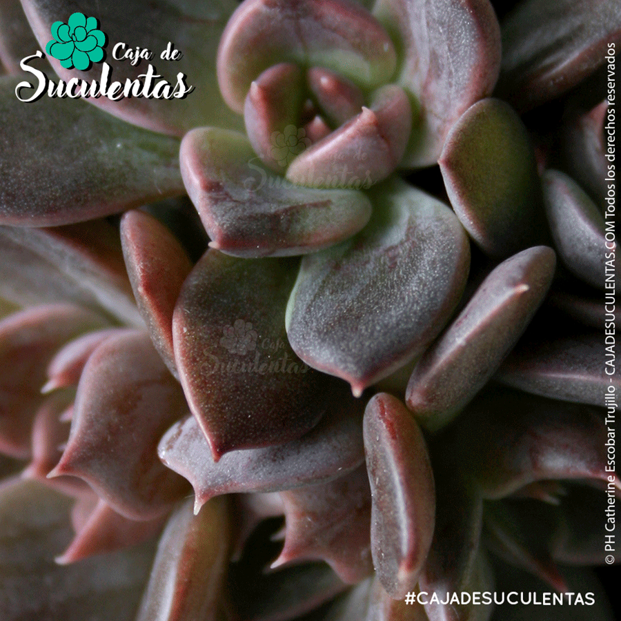 Echeveria Black Prince