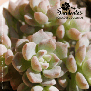 Suculenta Echeveria Querencia