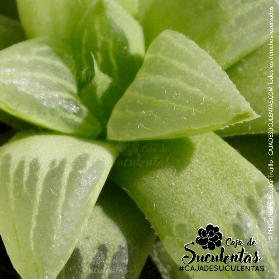 Haworthia Cuspidata