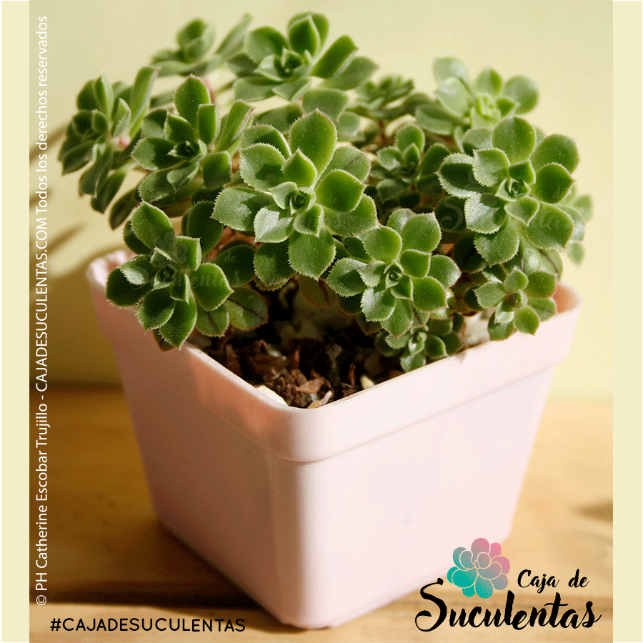 aeonium mascaense o bejeque en extinción