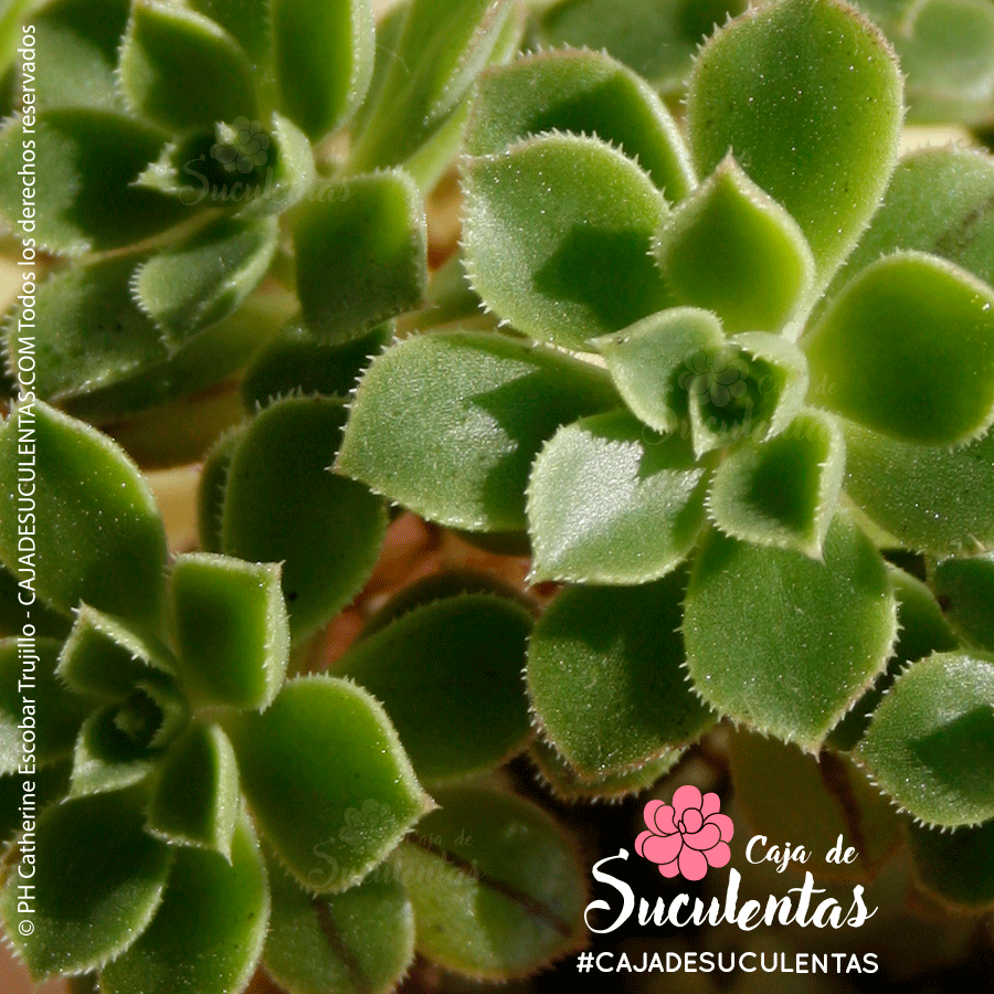 aeonium mascaense o bejeque en extinción