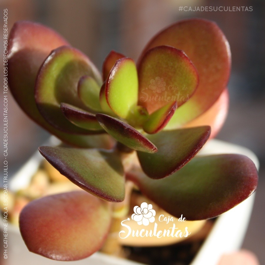 crassula ovata planta jade