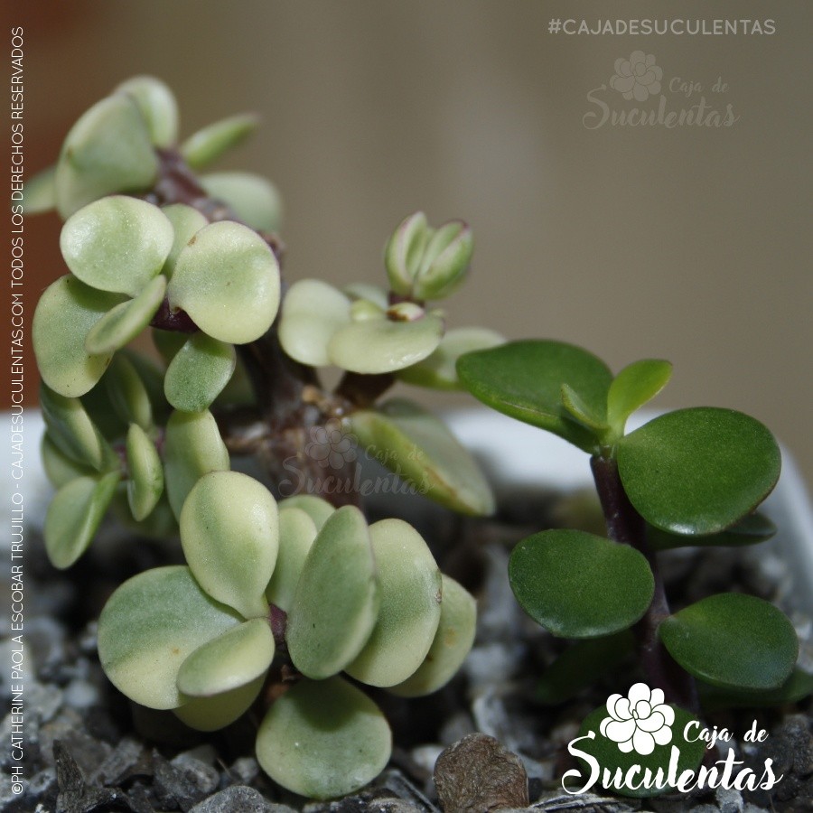 portulacaria afra y portulacaria afra variegata