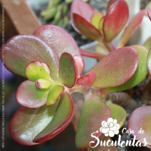 crassula ovata planta jade