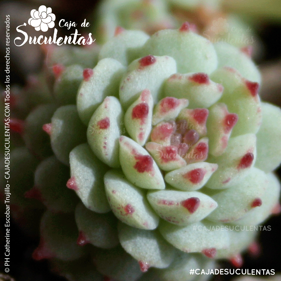 Echeveria Vincent Catto