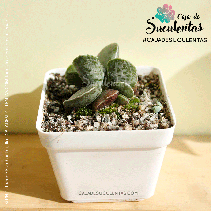 Suculenta Adromischus cooperi