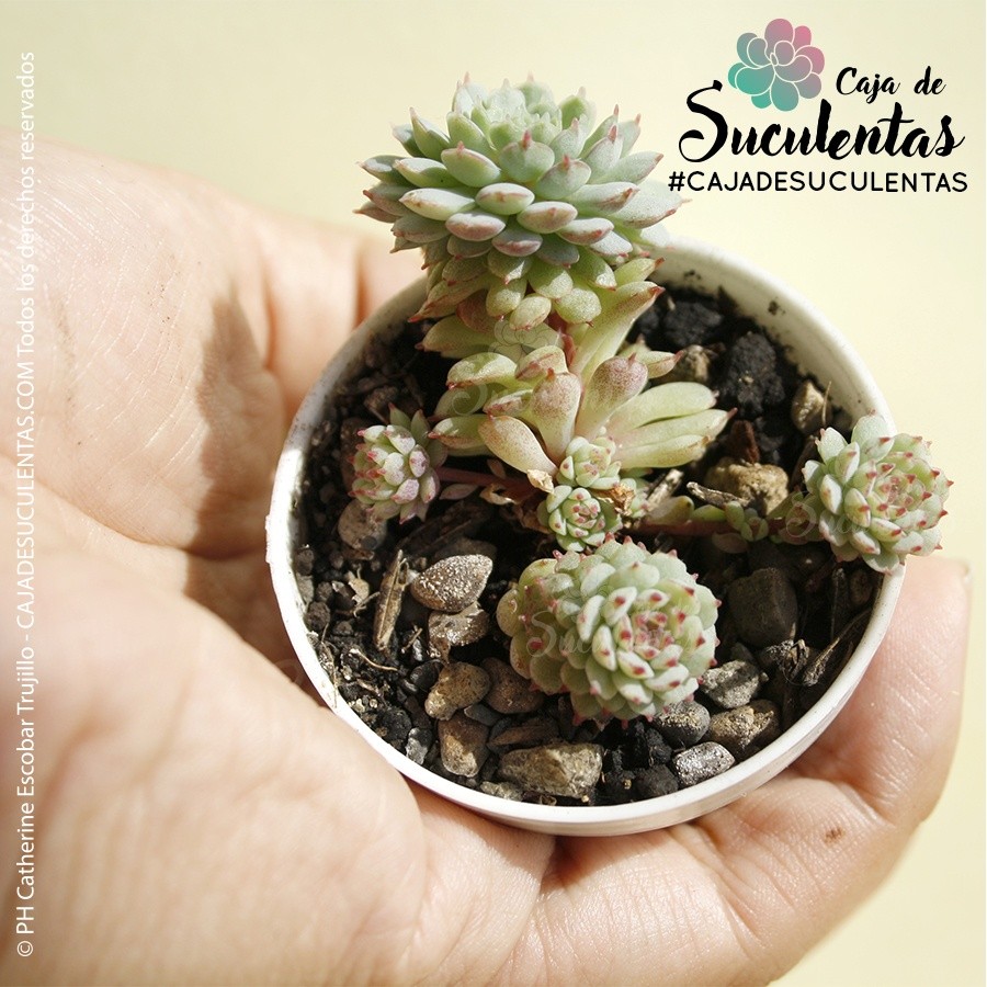 Echeveria Vincent Catto