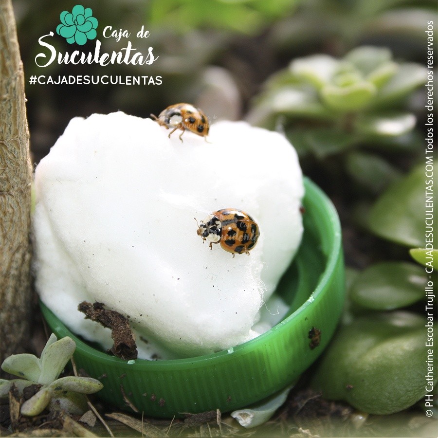 metamorfosis mariquita ya con puntos en bebedero