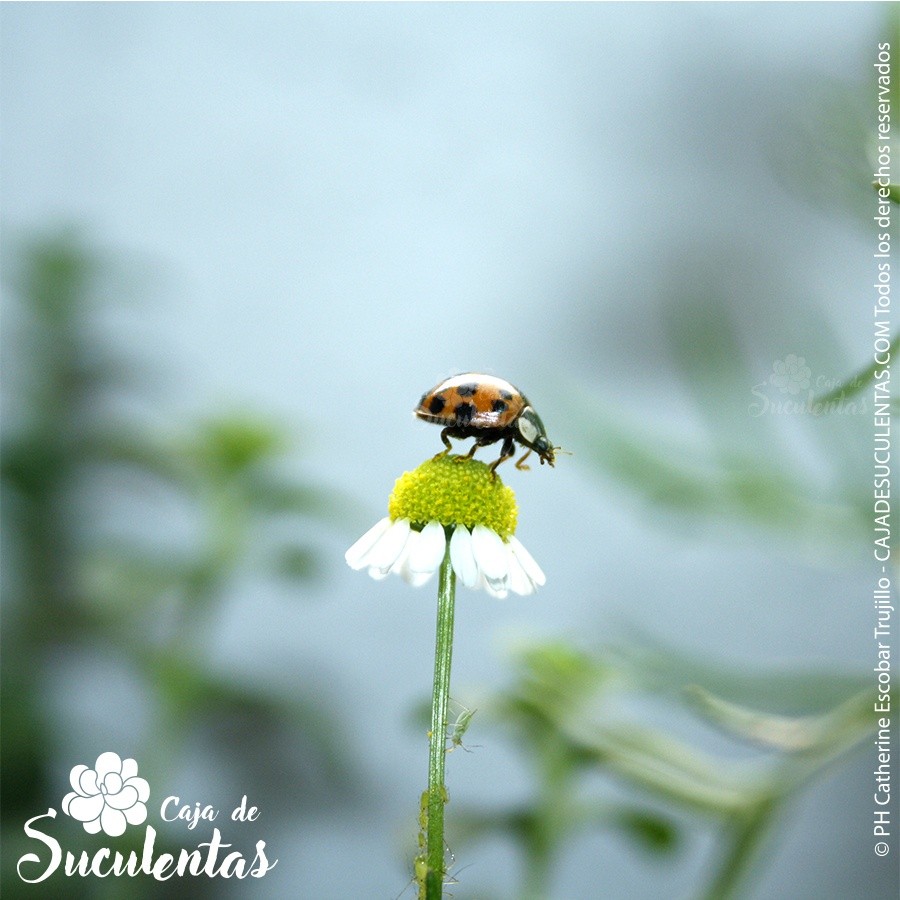 mariquita preparandose para el ataque a los pulgones