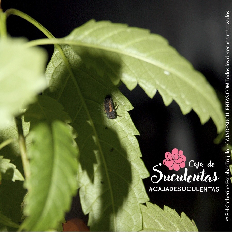 metamorfosis mariquita larva