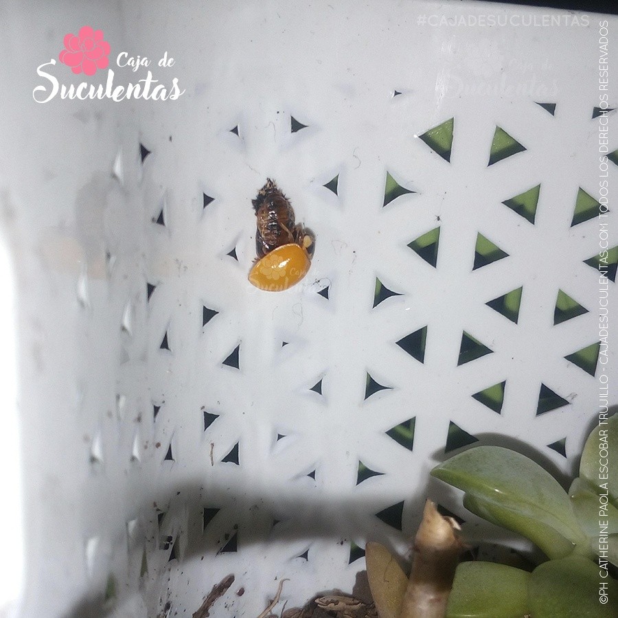 metamorfosis mariquita saliendo de la pupa