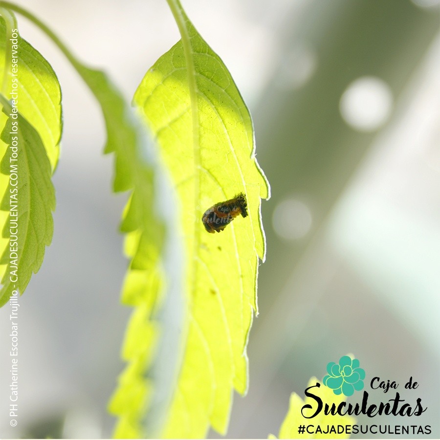 metamorfosis mariquita pupa