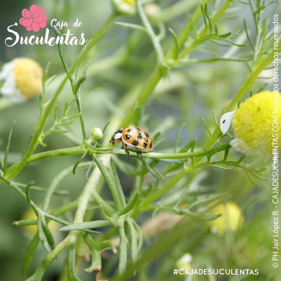 mariquita controlando plaga pulgones