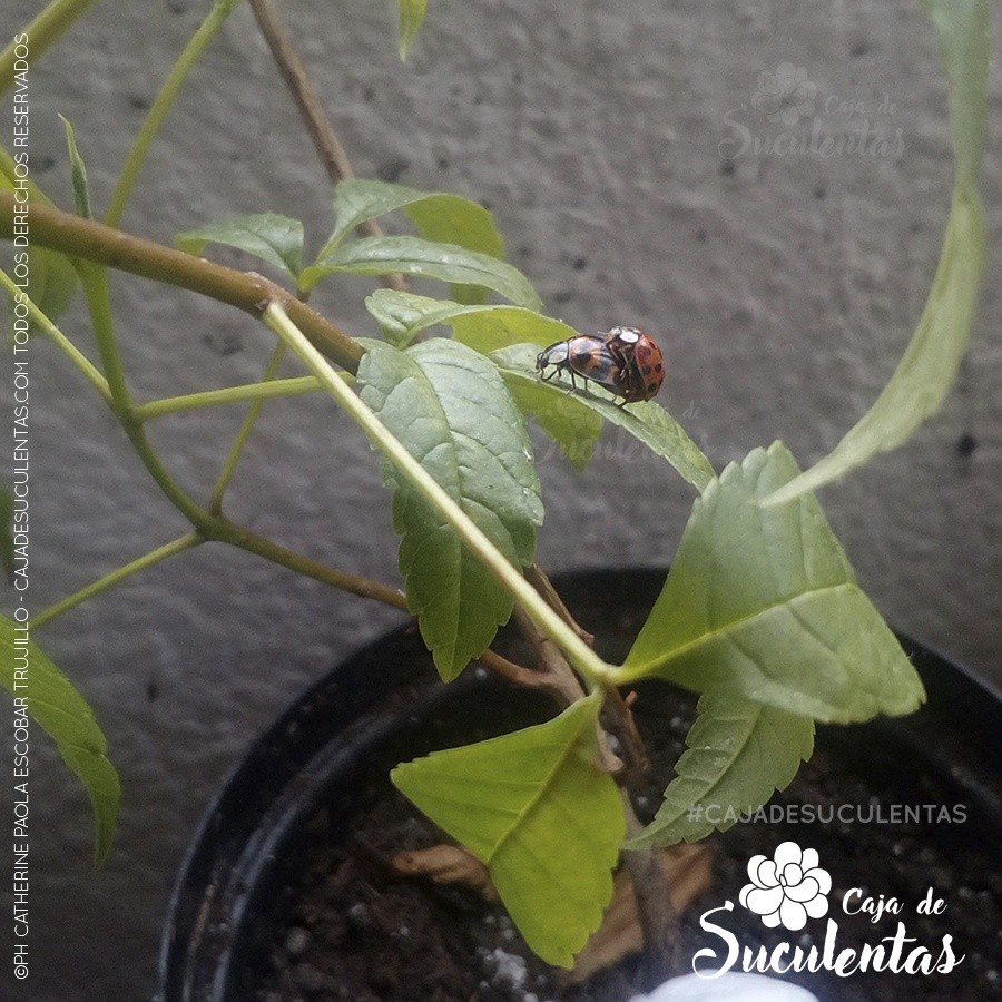 mariquitas fase reproductiva