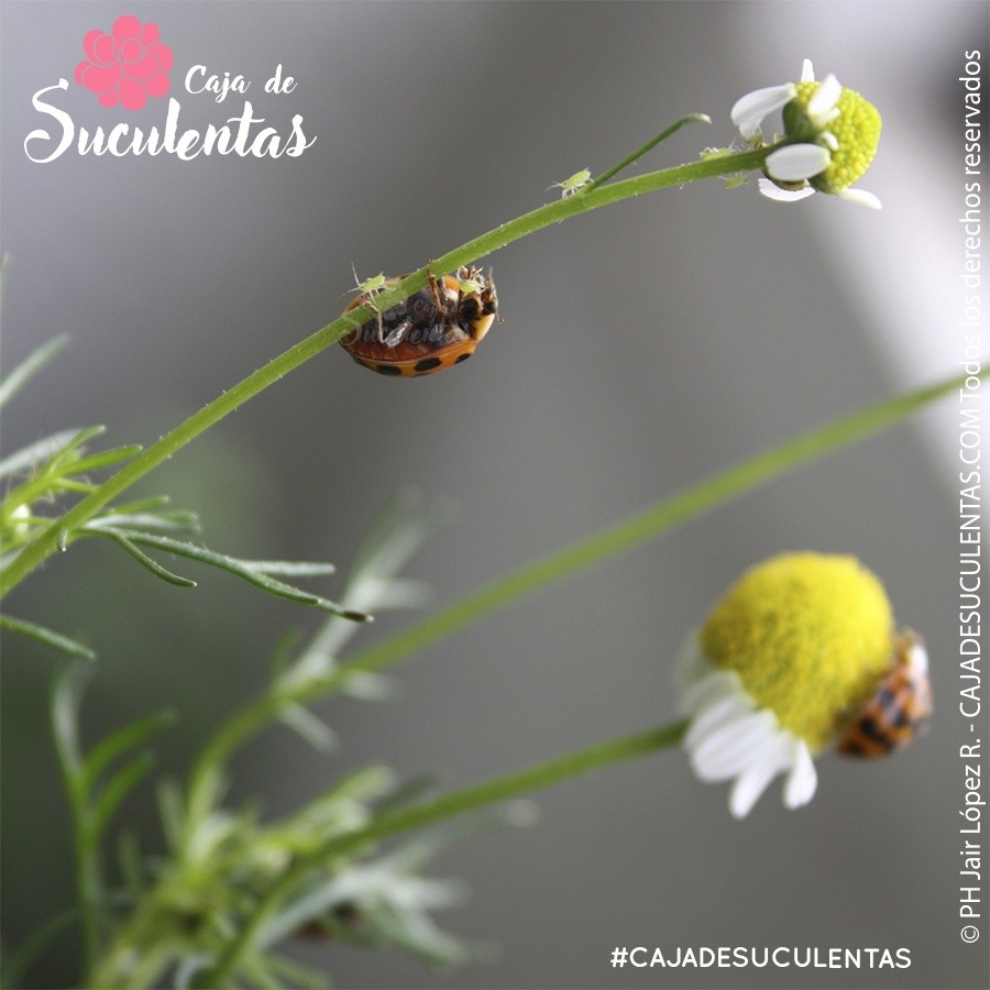 Mariquita como control de plagas de pulgón