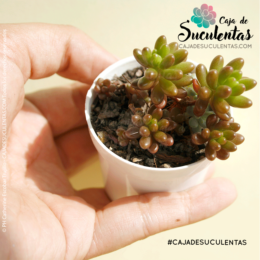 Suculenta Sedum