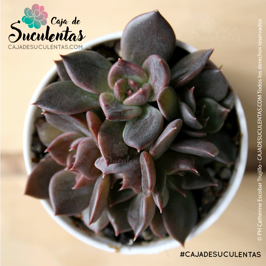 Echeveria Black Prince