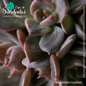 Echeveria Black Prince
