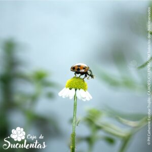 mariquita preparandose para el ataque a los pulgones
