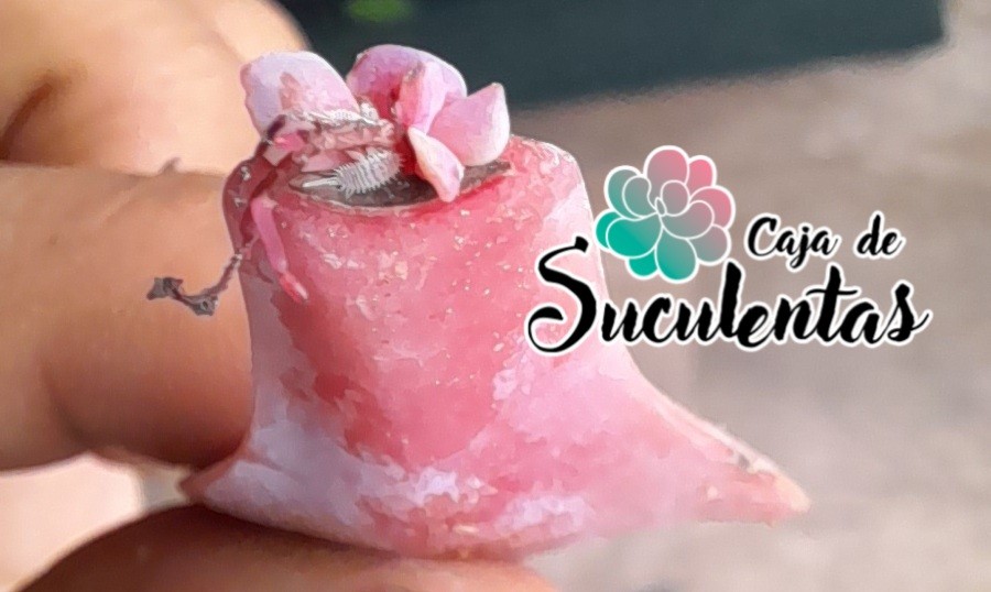 Cochinilla algodonosa en suculenta