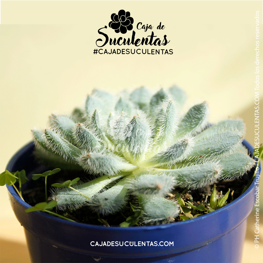 echeveria setosa diminuta