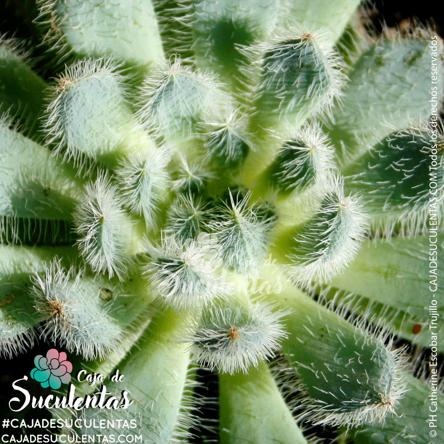 Echeveria Setosa Diminuta