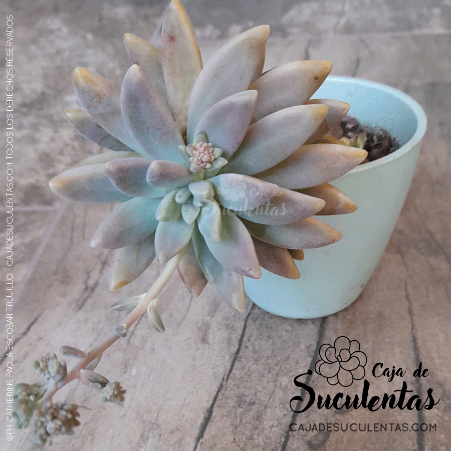 Suculenta graptosedum francesco baldi con luz solar filtrada, reproducción por hoja