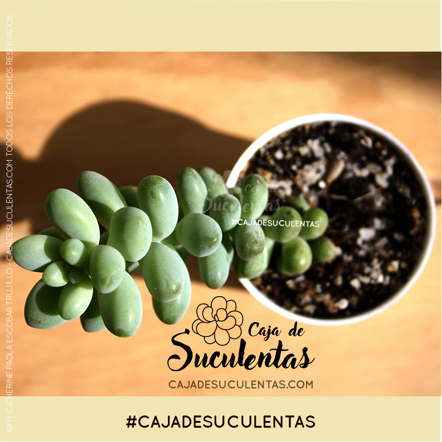 sedum burrito en crecimiento