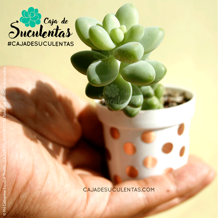 Sedum burrito en crecimiento