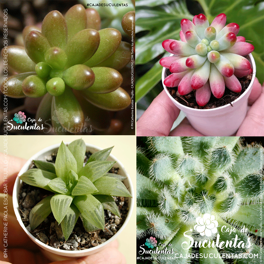 Blog para aprender cultivo de suculentas