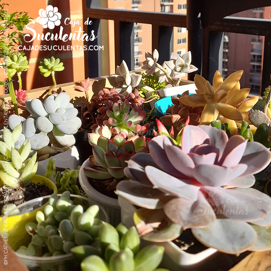 Caja de Suculentas Bogotá Colombia