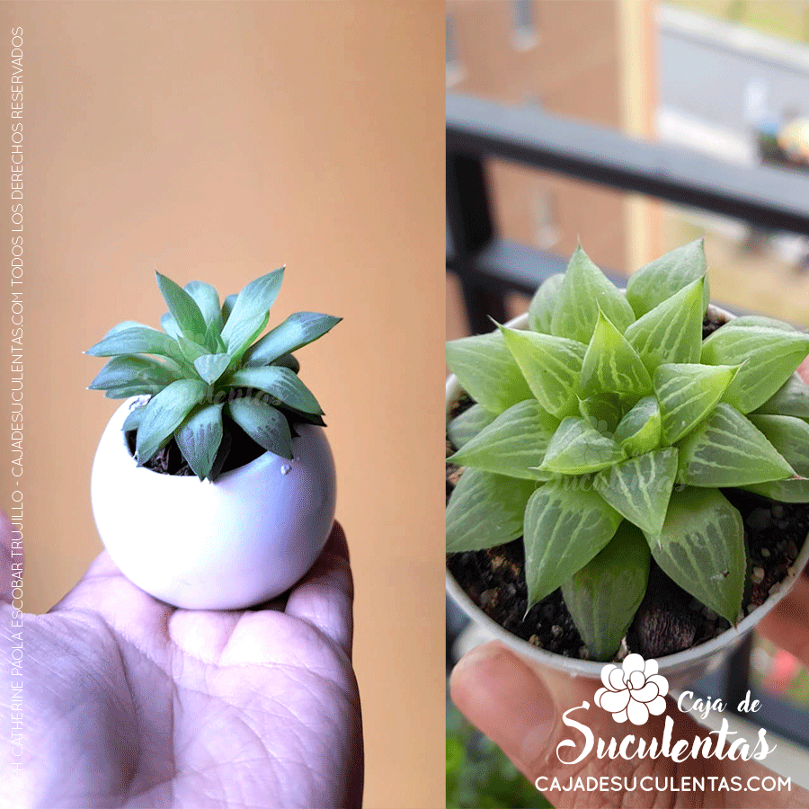 Etiolación haworthia retusa
