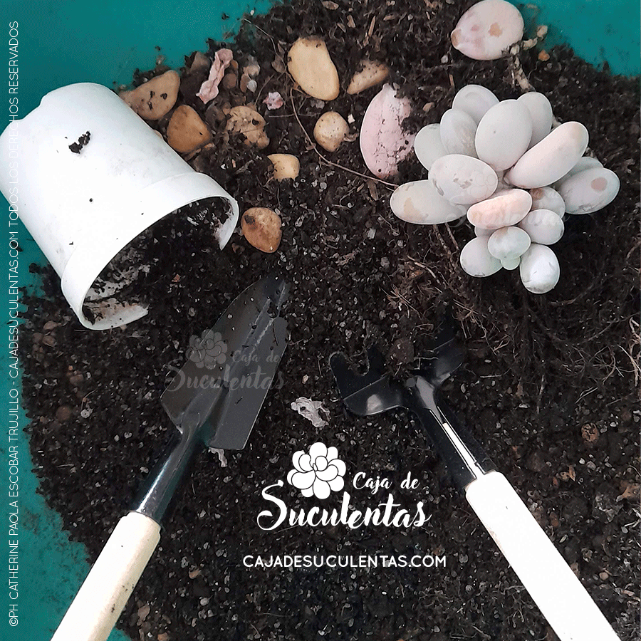 Conceptos básicos para cuidar suculentas y plantas exóticas en caja de suculentas