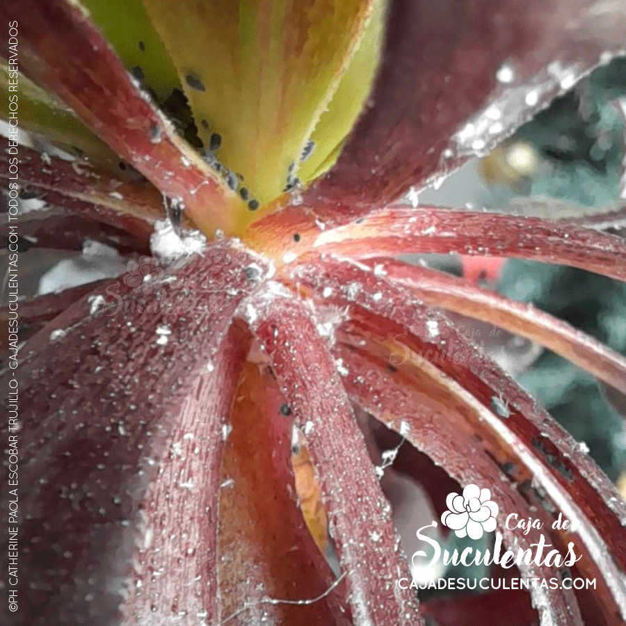 Nido de cochinilla algodonosa