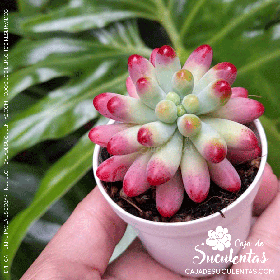 Sedum Pachyphyllum p5