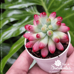 Sedum Pachyphyllum p5