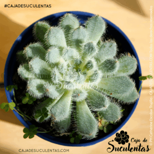 Echeveria Setosa Diminuta