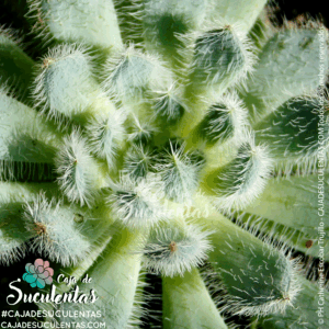 Echeveria Setosa Diminuta
